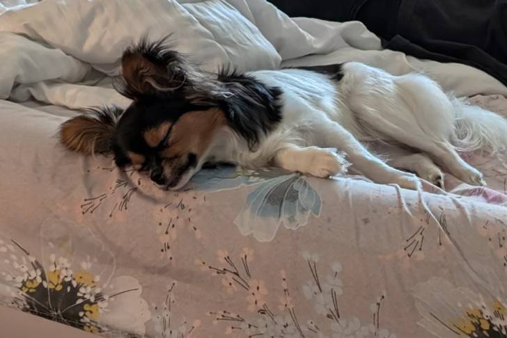 Un Épagneul Nain Continental Papillon allongé sur un lit et semblant dormir