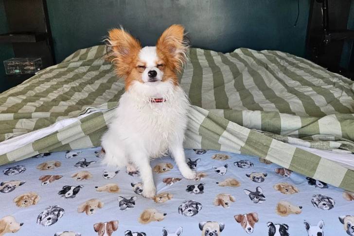 Un Épagneul Nain Continental Papillon assis sur un lit et portant un collier autour du cou