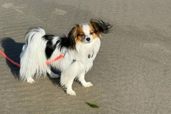 Un Épagneul Nain Continental Papillon sur une surface sableuse et qui est tenu en laisse 