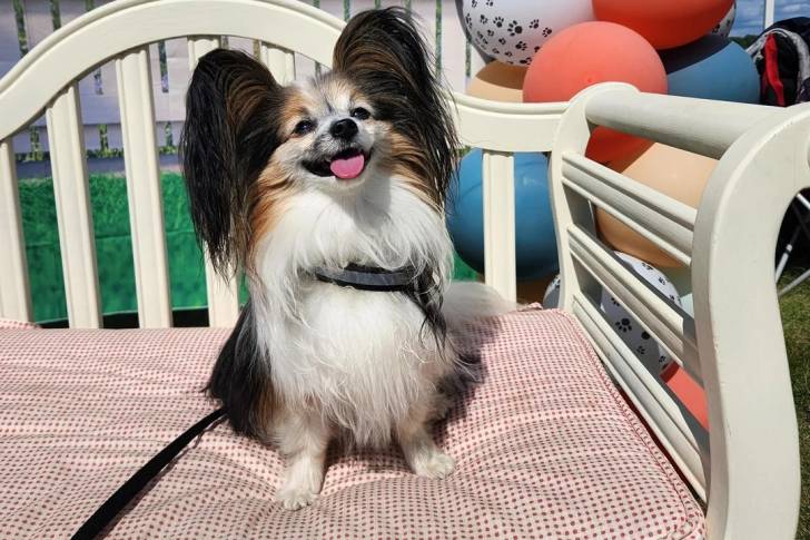 Un Épagneul Nain Continental Papillon tirant la langue et qui est tenu en laisse 