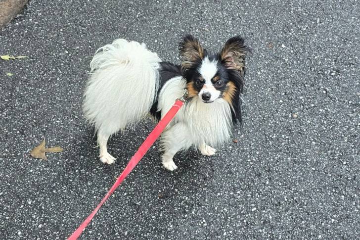 Un Épagneul Nain Continental Papillon sur une surface bitumée et qui est tenu en laisse 