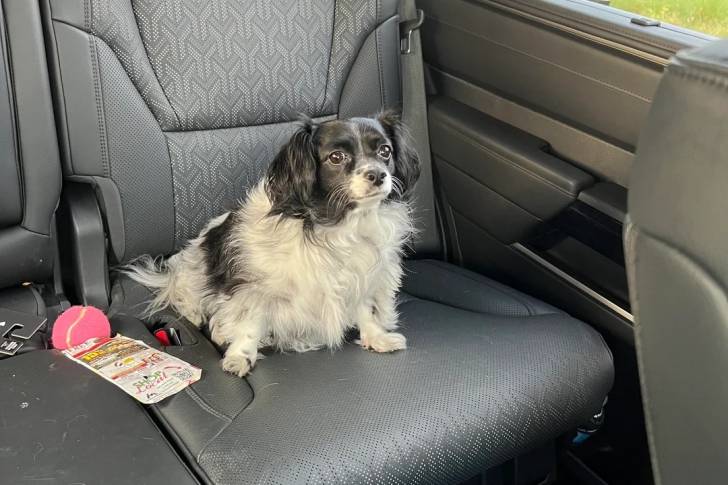 Un Épagneul Nain Continental Papillon assis sur la banquette arrière d'une voiture