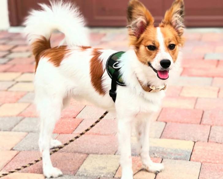 Un Épagneul Nain Continental Papillon sur un sol pavé et qui est tenu en laisse 