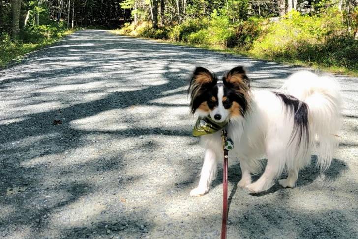 Un Épagneul Nain Continental Papillon sur des gravillons et qui est tenu en laisse 