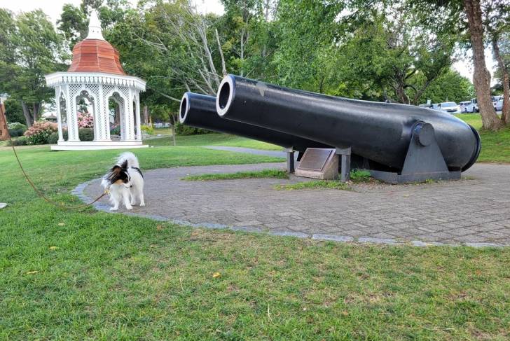 Un Épagneul Nain Continental Papillon sur un sol pavé et qui es tenu en laisse 