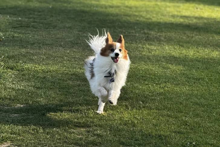 Un Épagneul Nain Continental Papillon courant sur une surface gazonnée et portant un collier autour du cou
