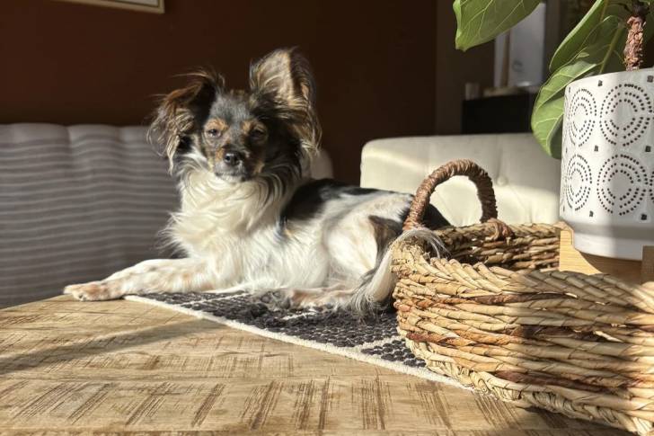 Un Épagneul Nain Continental Papillon allongé et regardant vers la caméra 