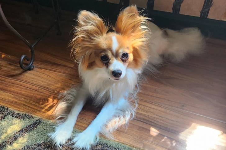 Un Épagneul Nain Continental Papillon allongé sur un plancher 