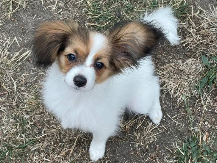 Un Épagneul Nain Continental Papillon assis sur une surface herbacée 