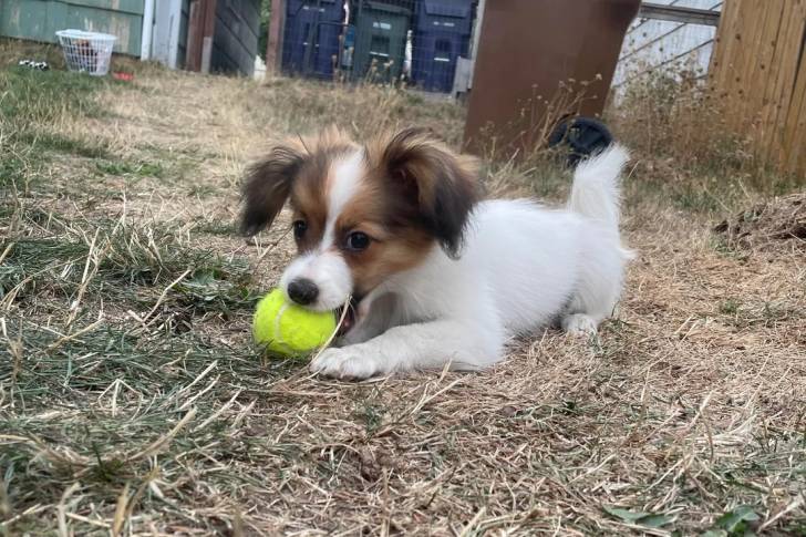 Un Épagneul Nain Continental Papillon allongé sur une surface herbacée et ayant une balle de tennis dans sa gueule 
