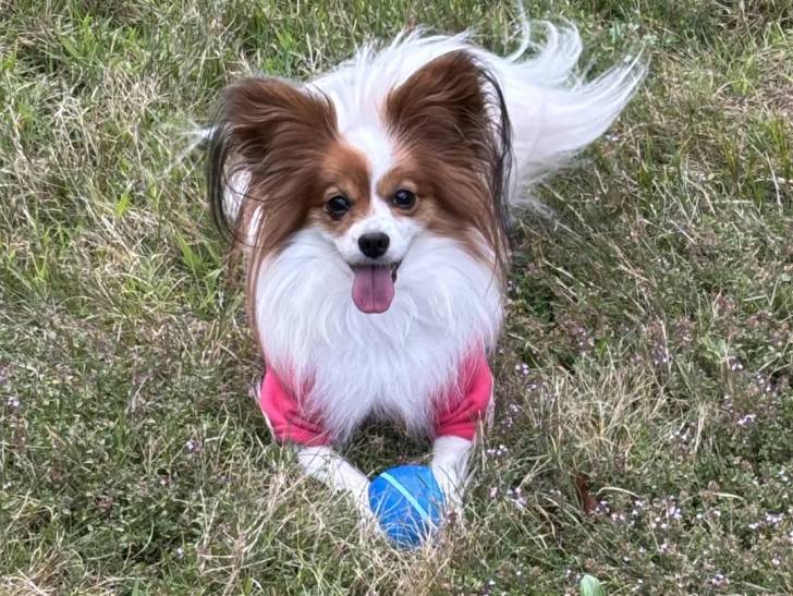 Un Épagneul Nain Continental Papillon allongé sur une surface herbacée et ayant la langue pendante 