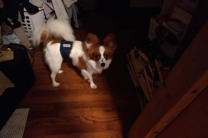 Un Épagneul Nain Continental Papillon sur un plancher et portant un harnais 