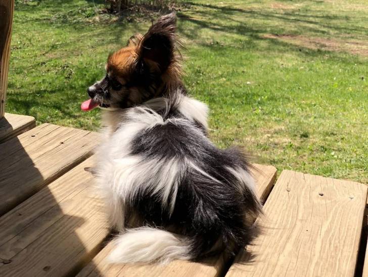 Un Épagneul Nain Continental Papillon assis sur un plancher et tirant la langue 