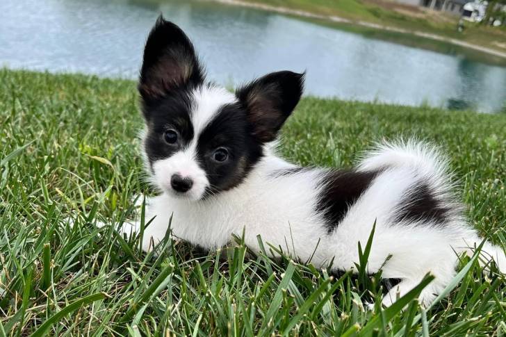 Un Épagneul Nain Continental Papillon allongé sur une surface gazonnée et regardant vers la caméra 