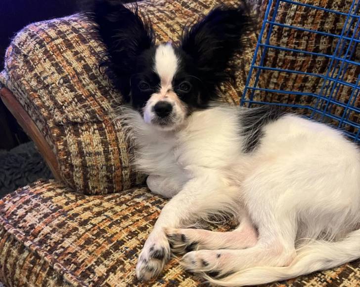 Un Épagneul Nain Continental Papillon allongé sur un canapé et regardant vers la caméra 