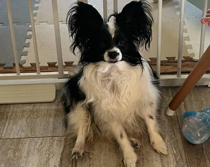 Un Épagneul Nain Continental Papillon assis sur un plancher et regardant vers la caméra 