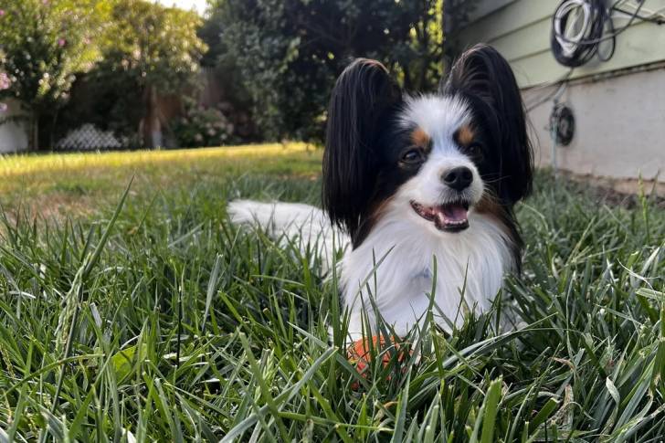 Un Épagneul Nain Continental Papillon allongé sur une surface gazonnée 
