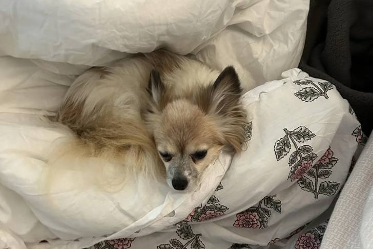 Un Épagneul Nain Continental Papillon allongé et semblant détendu 
