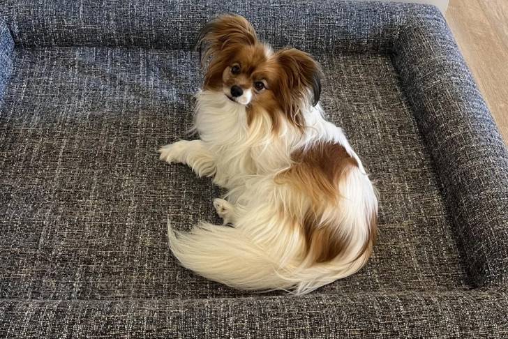 Un Épagneul Nain Continental Papillon allongé dans un panier et semblant détendu 