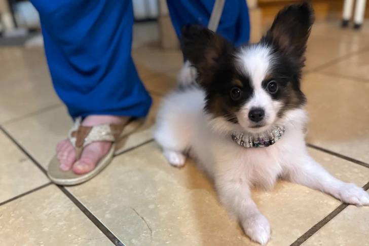 Un Épagneul Nain Continental Papillon allongé sur un sol carrelé et portant un collier autour du cou