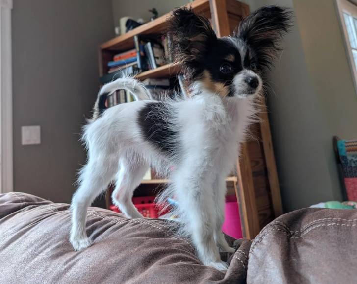 Un Épagneul Nain Continental Papillon sur un canapé 