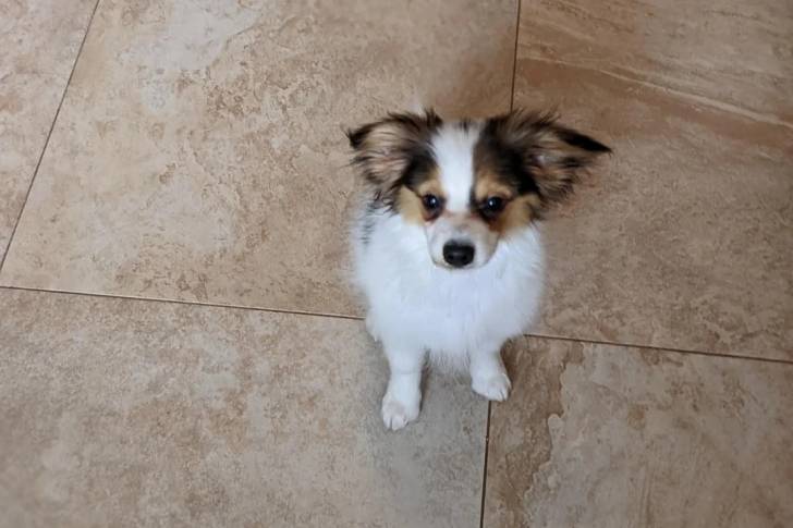 Un Épagneul Nain Continental Papillon assis sur un sol carrelé et regardant vers la caméra 