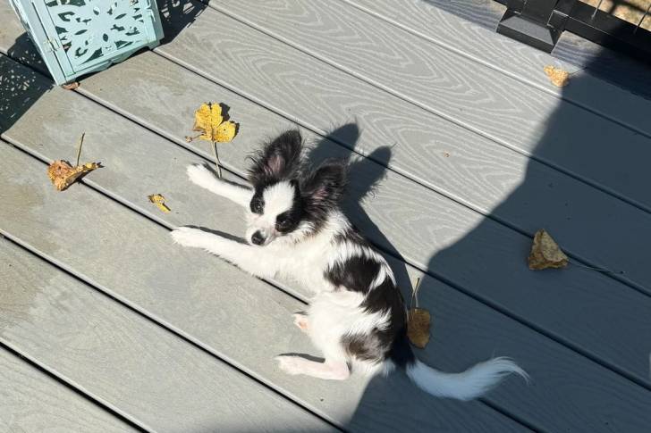 Un Épagneul Nain Continental Papillon allongé sur un plancher et regardant vers la caméra 