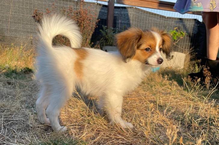 Un Épagneul Nain Continental Papillon sur une surface herbacée 