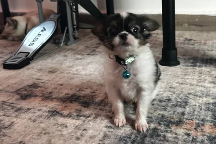 Un Épagneul Nain Continental Papillon assis sur un tapis et portant un collier autour du cou