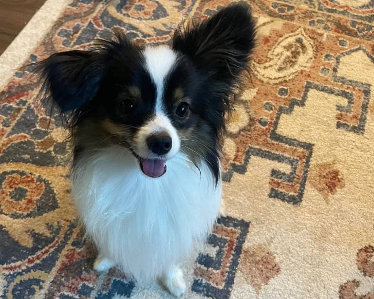 Un Épagneul Nain Continental Papillon assis sur un tapis et tirant la langue 