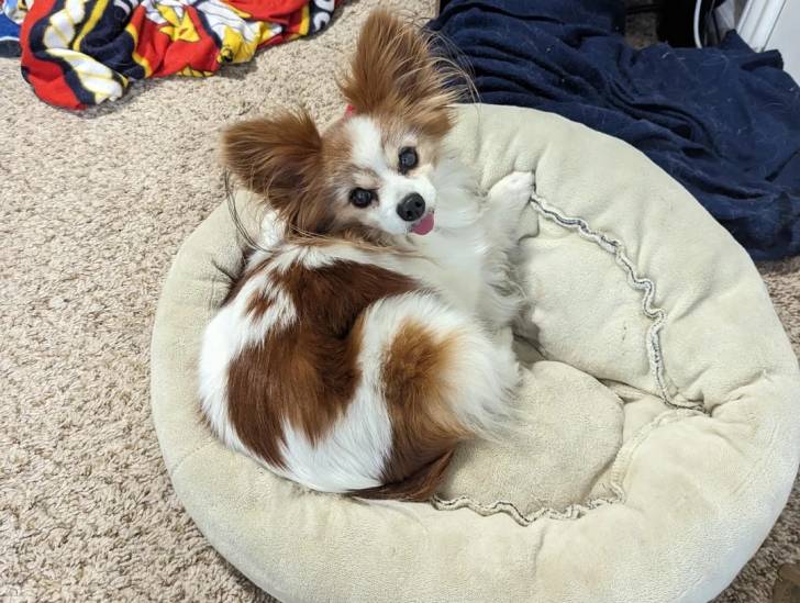 Un Épagneul Nain Continental Papillon allongé dans un panier et titant la langue 