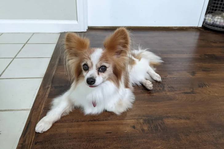 Un Épagneul Nain Continental Papillon allongé sur un plancher et portant un collier autour du cou