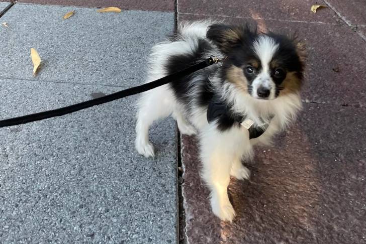 Un Épagneul Nain Continental Papillon sur une surface bétonnée et qui est tenu en laisse 