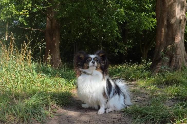 Un Épagneul Nain Continental Papillon assis sur un sentier 