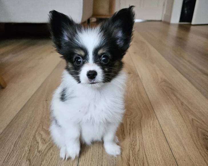 Un Épagneul Nain Continental Papillon assis sur un plancher et semblant détendu