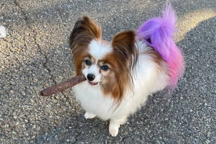 Un Épagneul Nain Continental Papillon sur une surface bitumée et ayant un bout de bois dans sa gueule 