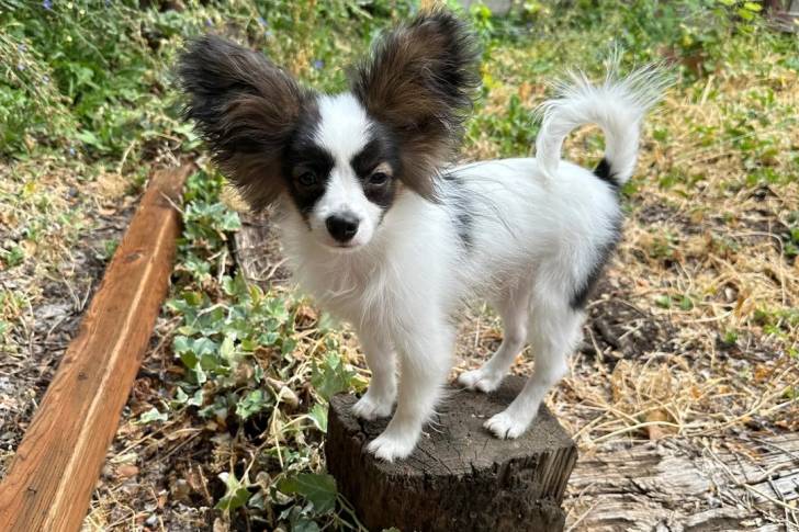 Un Épagneul Nain Continental Papillon sur un tronc d'arbre et regardant vers la caméra 