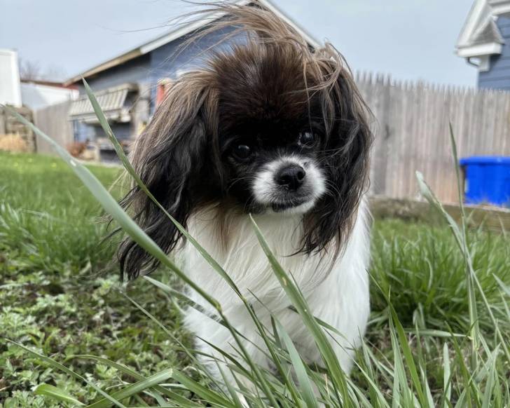 Un Épagneul Nain Continental Papillon sur un terrain herbeux 