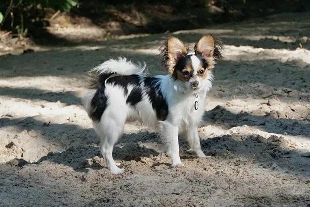 Un Épagneul Nain Continental Papillon sur une surface sableuse et portant un collier autour du cou