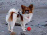 Zorro - Épagneul Nain Continental Papillon Mâle (3 ans)