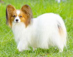 Un chien Papillon debout dans l'herbe