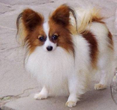 Epagneul Nain Continental - Épagneul Nain Continental Papillon