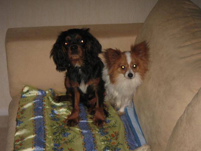 Voyou, epagneul papillon et azzaro, cavalier king charles - Épagneul Nain Continental Papillon