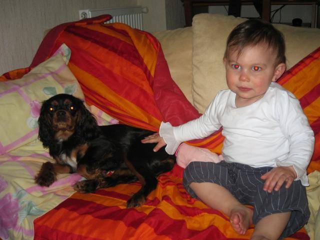 Voyou, epagneul papillon et azzaro, cavalier king charles - Épagneul Nain Continental Papillon