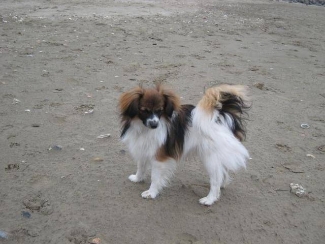 Epagneul Phalène - Épagneul Nain Continental Papillon