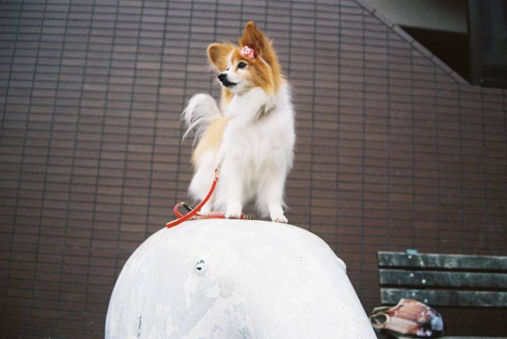 Photo Épagneul Nain Continental Papillon