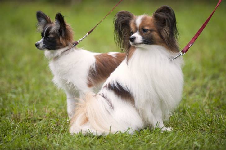 Photo Épagneul Nain Continental Papillon
