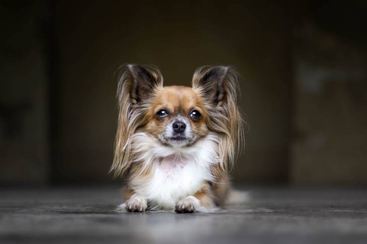 Photo Épagneul Nain Continental Papillon