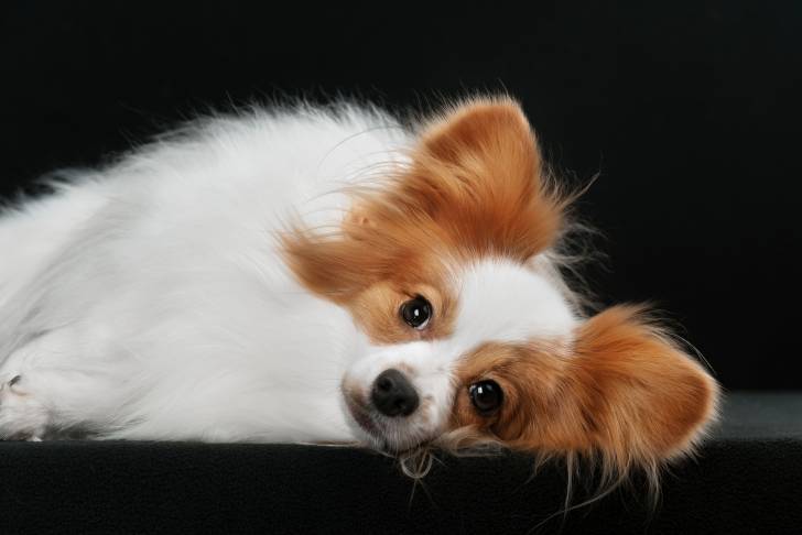 Photo Épagneul Nain Continental Papillon