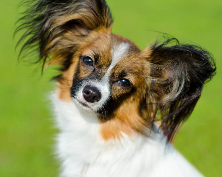 Vue proche d'un chien Papillon dans un parc